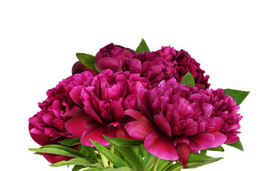 Pink peony flowers in a bouquet