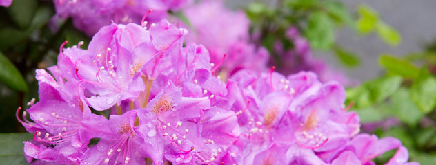 Closeup photo of a beautiful pink Rhododendron flowers.