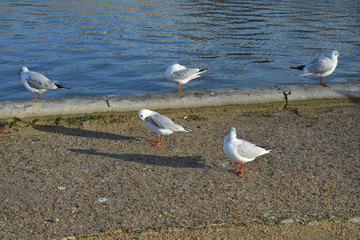 Mouettes autour d'un bassin du jardin des Tuileries à Paris, France.