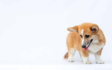 sad welsh corgi puppy with tongue looking down against white background