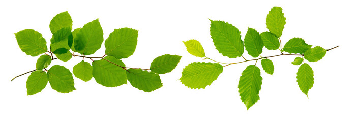 Green leaves isolated on white background.