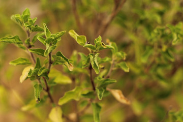 Tulsi Plant