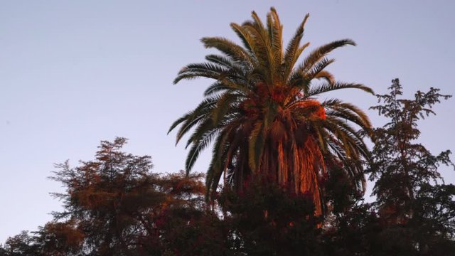 Palm tree in sunset light