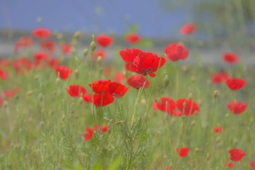 field of poppies