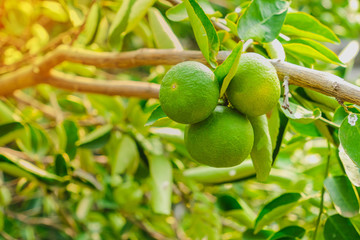 Close up of Green lime lemon tree and fruit with light in the morning at garden farm.