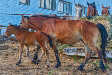 A pair of horses is walking around the farm. Photographed in summer close-up.