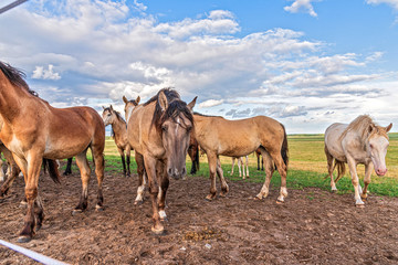 A herd of horses on a farm runs across the field.