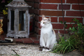 junge dreifarbige Katze sitzt vorm Haus
