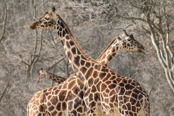 Portrait of three giraffes in winter