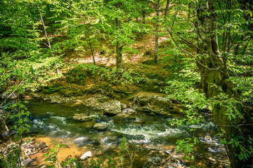 stream in the forest