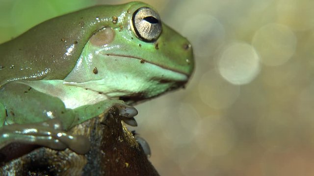 Korallenfinger-Laubfrosch (Ranoidea caerulea)