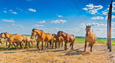 A herd of horses on a farm runs across the field.