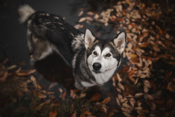 Alaskan Malamute dog in the lake