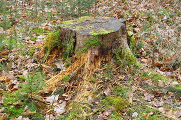 wald