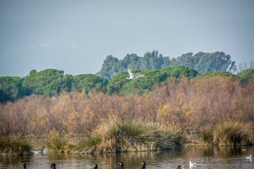 Remolar Filipines reserve in Barcelona.