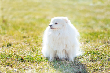 White small pomeranian spitz sitting on the lawn outdoor