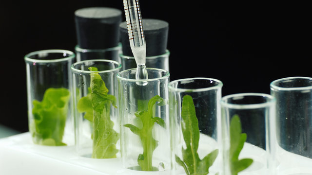 Macroshooting of test tubes with plants, they add the drug. Genetic modifications concept