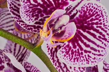Close-up of an orchid in mauve, yellow and green tones