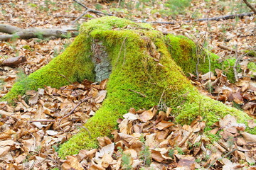 wald