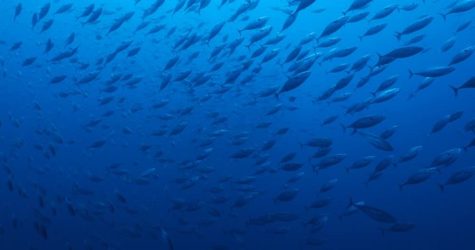 Reef fish from Revillagigedo archipelago. Mexico.