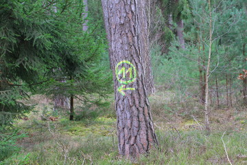 wald