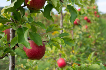  Apple tree 