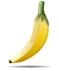 Drawing of a beautiful, ripe banana fruit. Vector illustration isolated on a white background.