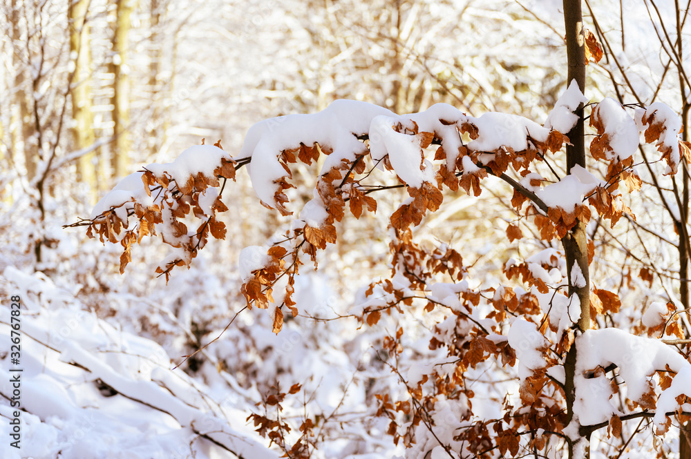 Sticker snow covered beech leaves outdoors in nature.