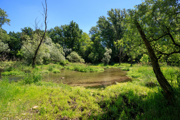 stagno nel parco del Ticino