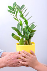 Senior hands giving to young hands home plant