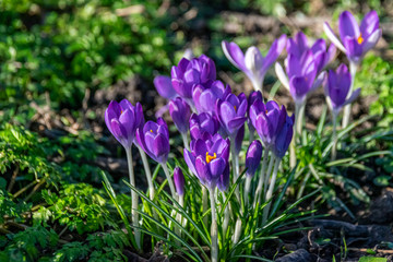 Winter crocus flowers in bloom February 2020