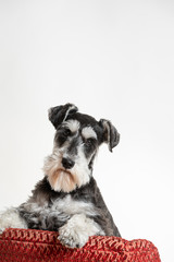 Studio portrait of a handsome salt and pepper schnauzer. Obedient dog is sitting on small red upholstered wing chair.  