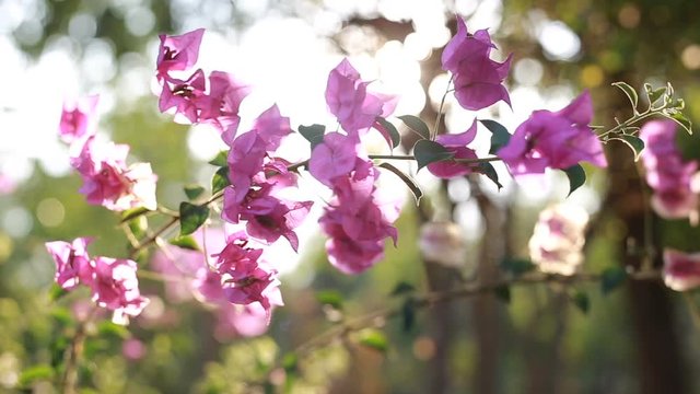 Sunlight and bautiful flower in nature