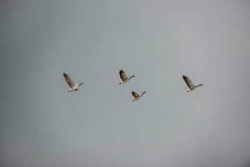 four ducks flying..