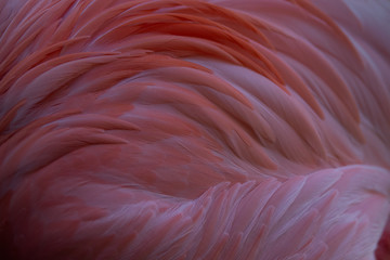 Fototapeta premium Colorful pink and orange American flamingo feathers
