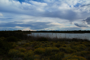 Wild nature, flowers and plants in the dune and lake