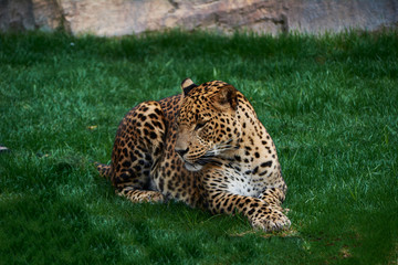 Majestic panther resting on a grass carpet