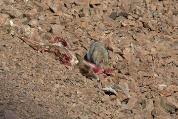 Life in the wilderness is demonstrated with a small coyote making good use of a deer carcass.