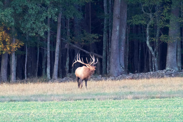 Naklejka na ściany i meble bull elk with a large rack of antlers
