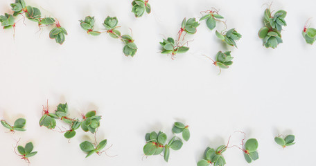 Small succulent plantlets flat lay with copy space on a white background.  These baby plants are commonly known as Mother of Thousands