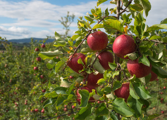  Apple tree 