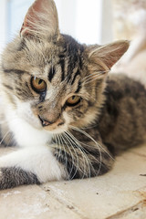 Kitten trying to take a nap