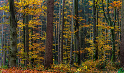 autumn trees in wood..