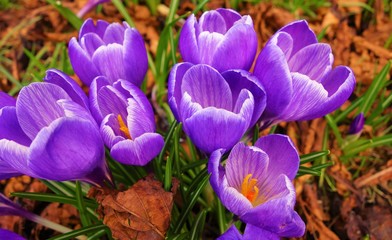 Purple crocus in spring.