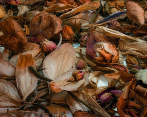 dry leaves