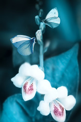 White beautiful flowers and butterflies on a blue background in a fairy garden. Macro image.
