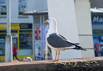 A herring gull (Larus argentatus) watches passers-by on a street in Bristol, UK