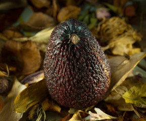avocado in leaves
