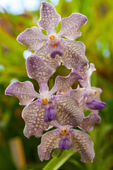 Bicolor yellow and blue orchid