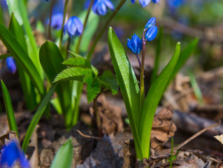 The first  spring flowers - Scilla bifolia